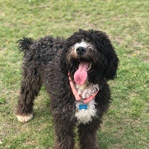 Meet your Posher, Rob